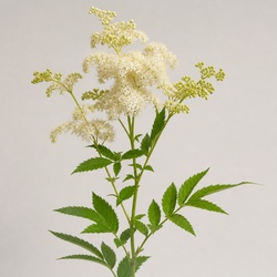 Meadowsweet Identification Guide