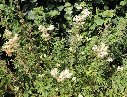 Meadowsweet