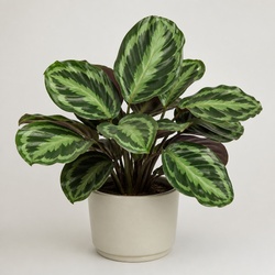 Medallion Calathea Identification Guide