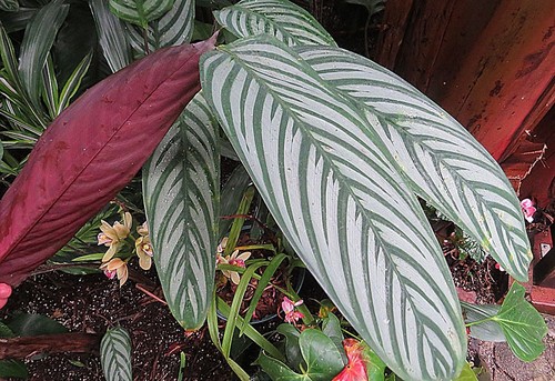 Medallion Calathea
