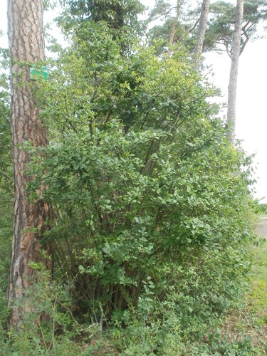 Medlar Tree