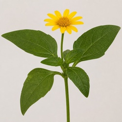 Melampodium Identification Guide