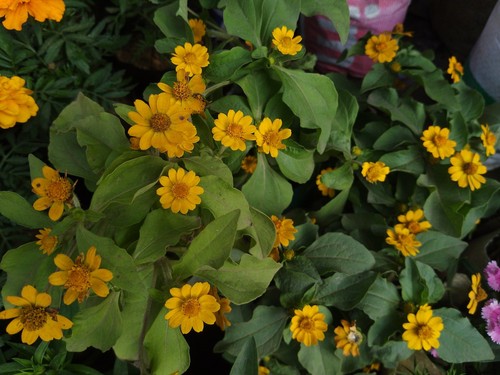 Melampodium