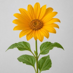 Mexican Sunflower Identification Guide