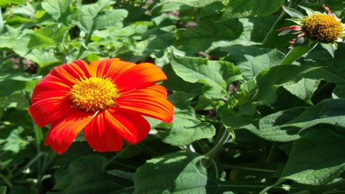 Mexican Sunflower
