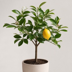 Meyer Lemon Identification Guide