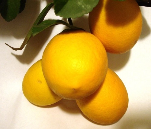 Meyer Lemon