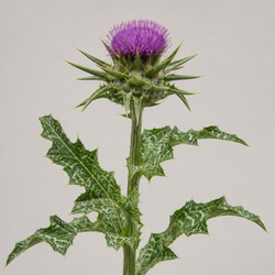 Milk Thistle Identification Guide
