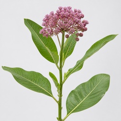 Milkweed Identification Guide