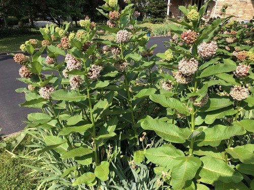 Milkweed