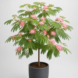 Mimosa Tree Identification Guide