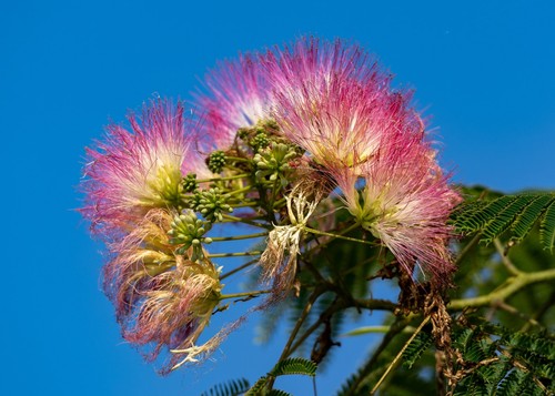 Mimosa Tree