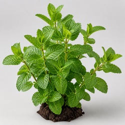 Mint Identification Guide