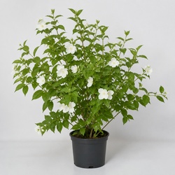 Mock Orange Identification Guide