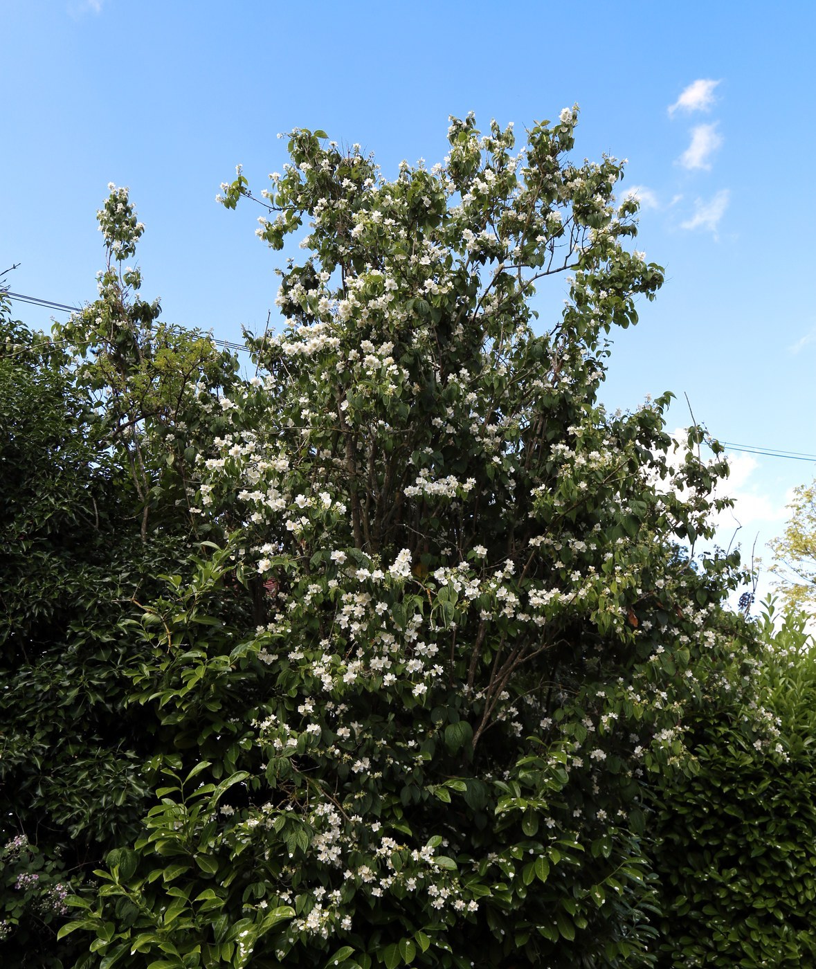 How to Care for Mock Orange