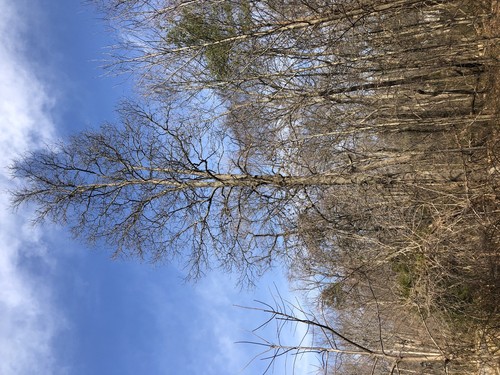 Mockernut Hickory
