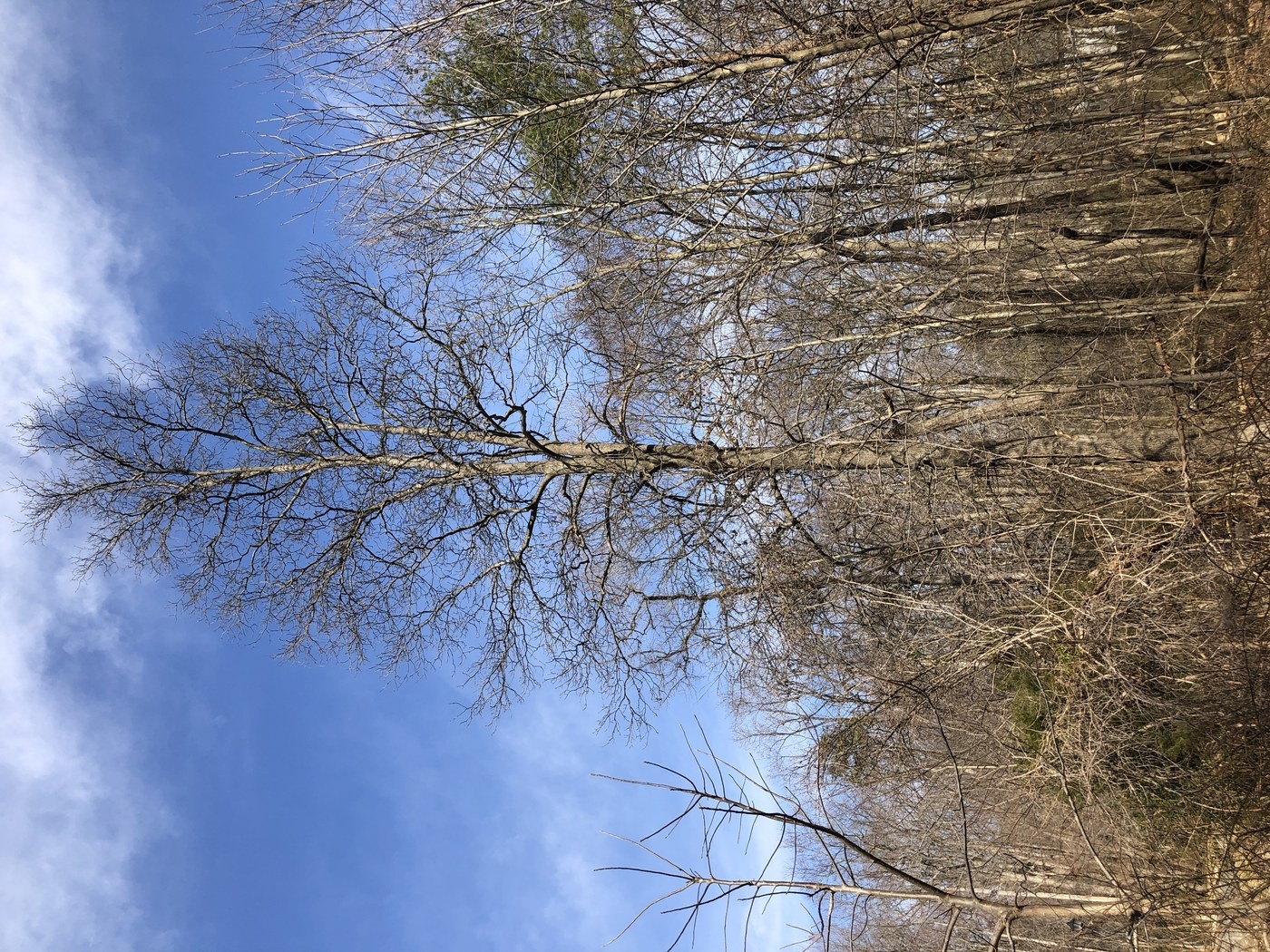 How to Care for Mockernut Hickory