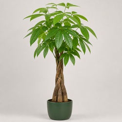 Money Tree Identification Guide