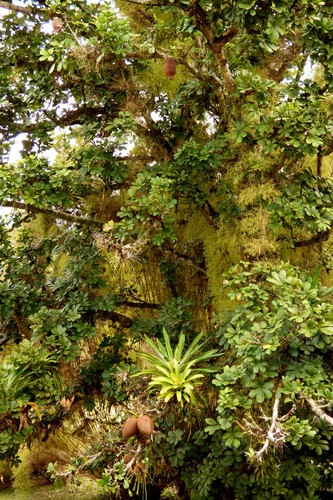 Money Tree