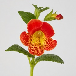 Monkey Flower Identification Guide