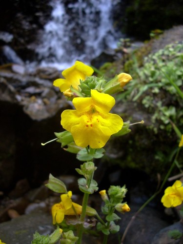 Monkey Flower