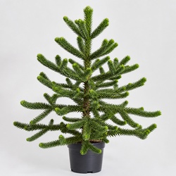 Monkey Puzzle Tree Identification Guide