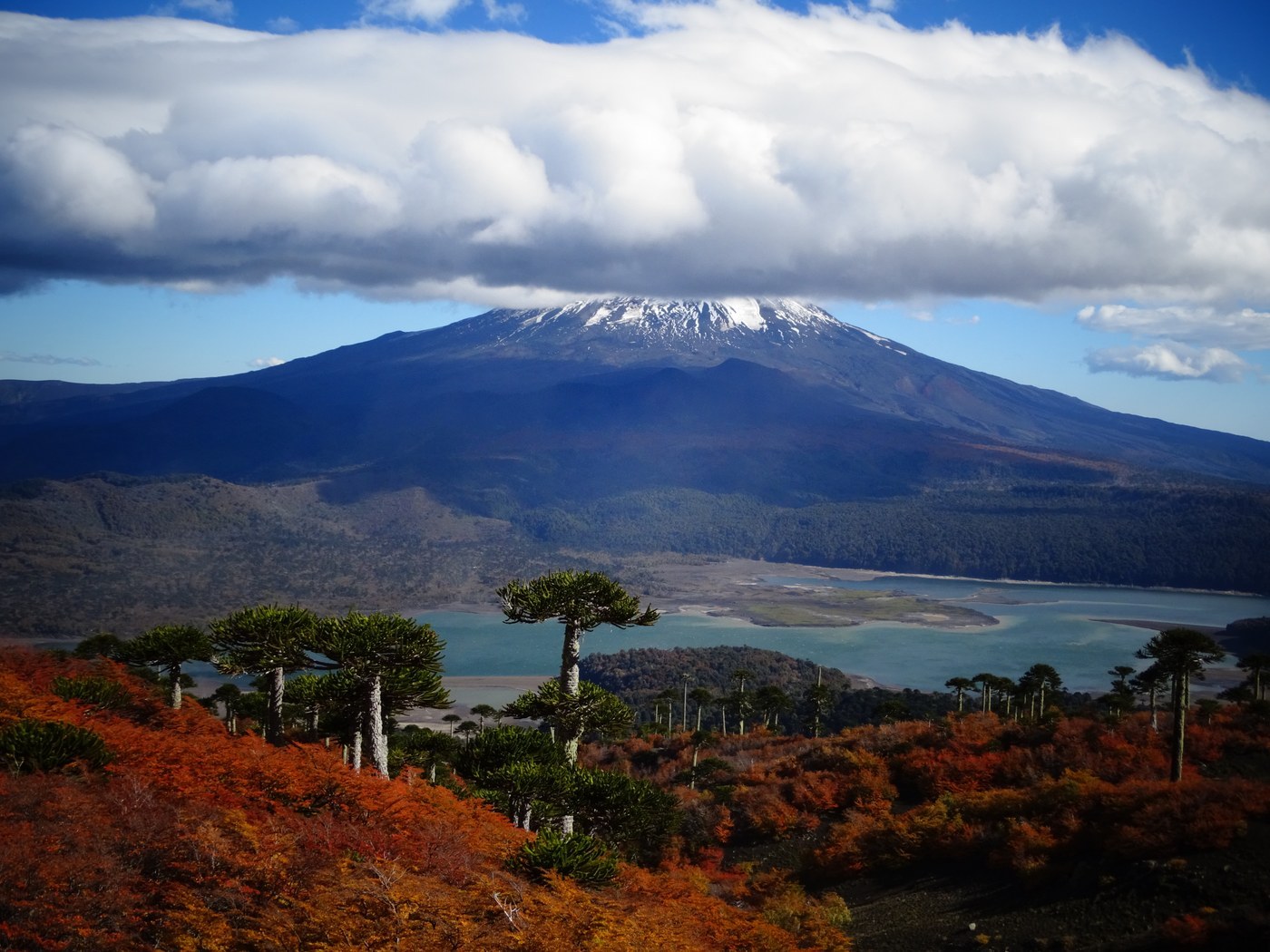 How to Care for Monkey Puzzle Tree