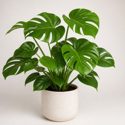 Monstera Identification Guide