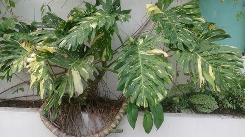 Monstera Albo