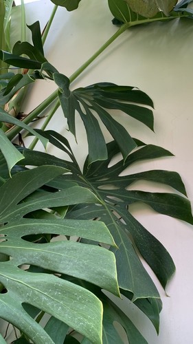 Monstera Deliciosa