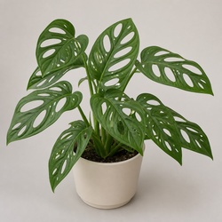 Monstera Esqueleto Identification Guide