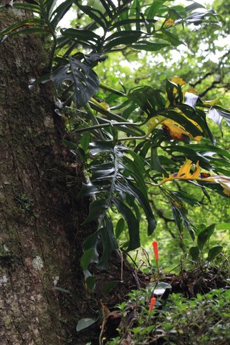 Monstera Esqueleto