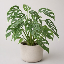Monstera Obliqua Identification Guide