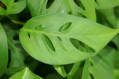 Monstera Obliqua