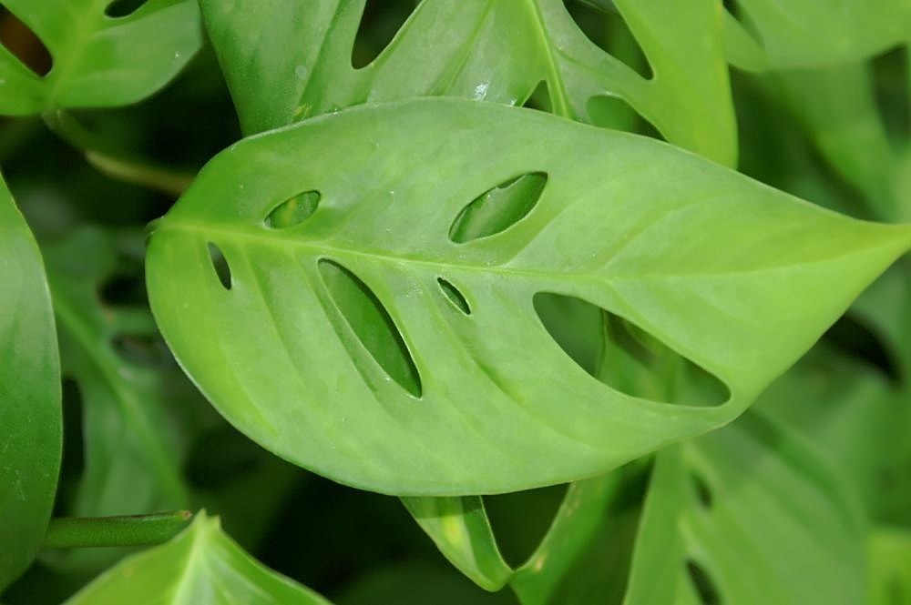How to Care for Monstera Obliqua