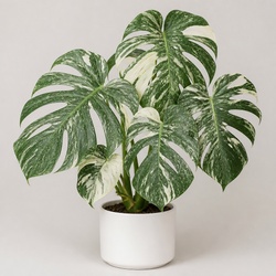 Monstera Thai Constellation Identification Guide
