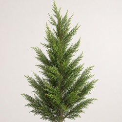 Monterey Cypress Identification Guide