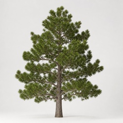 Monterey Pine Identification Guide
