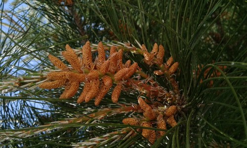 Monterey Pine
