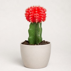 Moon Cactus Identification Guide