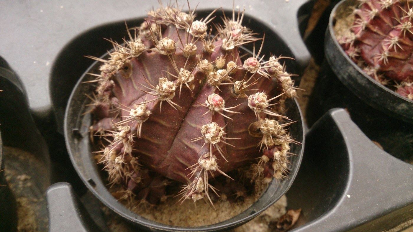 How to Care for Moon Cactus