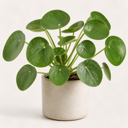 Moon Valley Pilea Identification Guide
