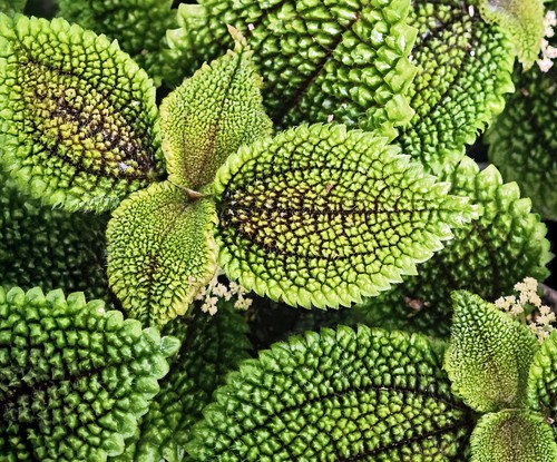 Moon Valley Pilea