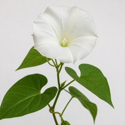 Moonflower Identification Guide