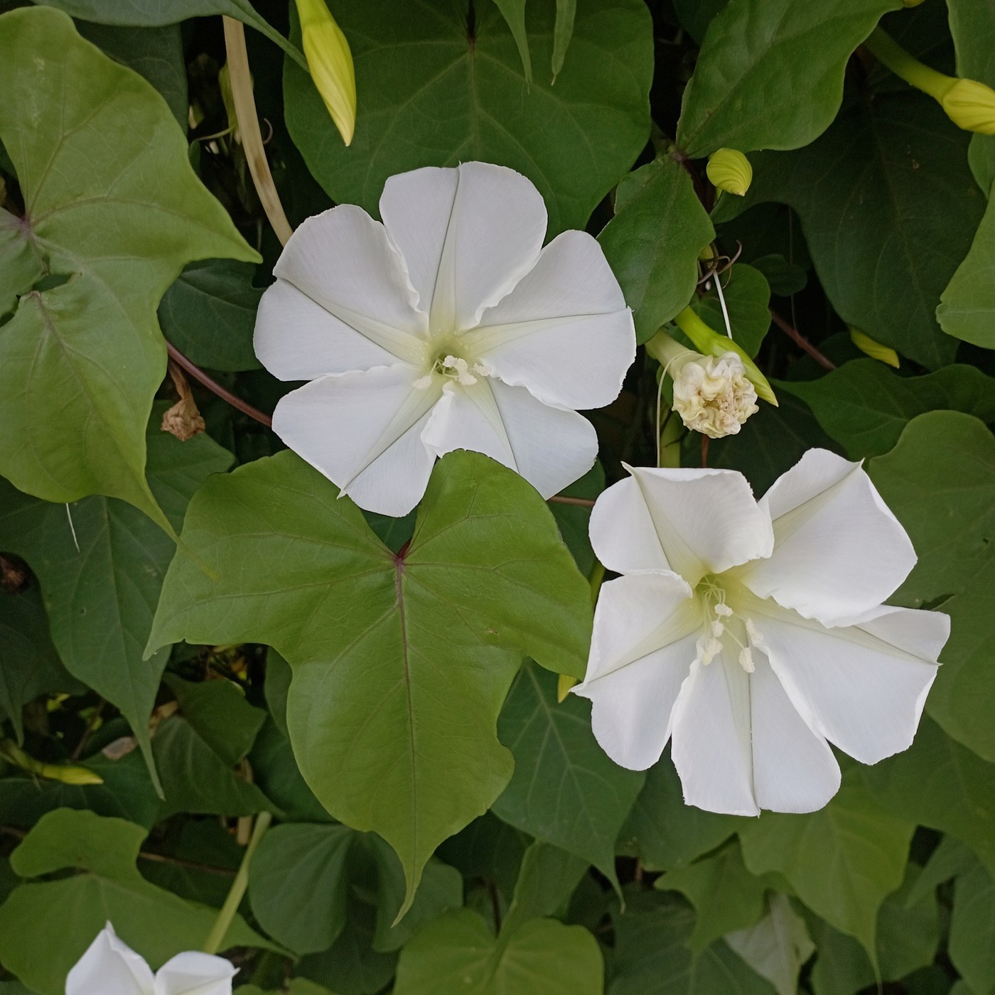 How to Care for Moonflower