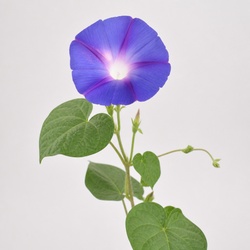 Morning Glory Identification Guide