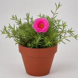 Moss Rose Identification Guide