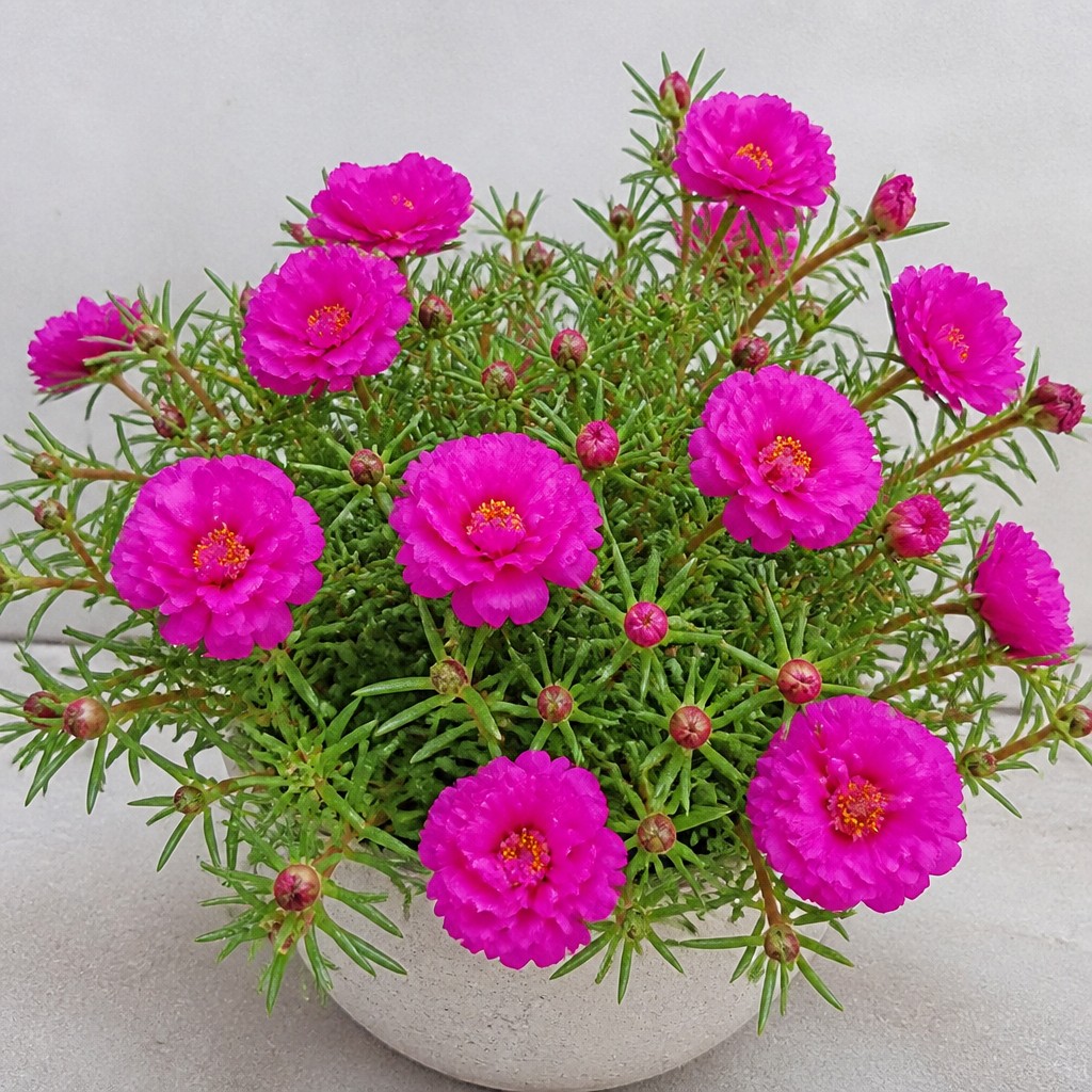 Moss Rose