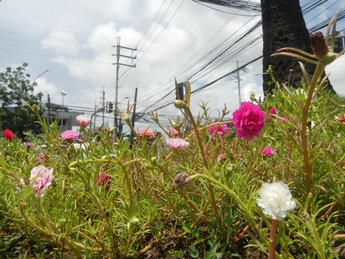 Moss Rose