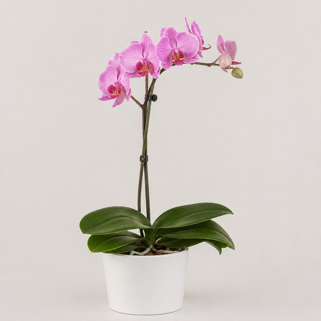 Moth Orchid